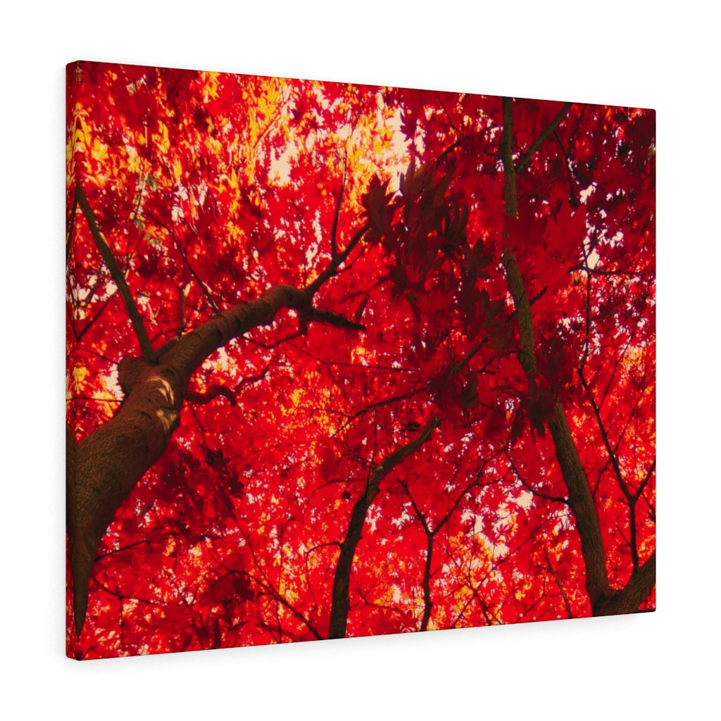 Oh Canada 30 x 24 Gallery Wrapped Canvas